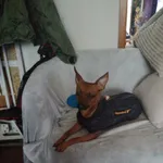 Kundelek maśći brzozowej młody