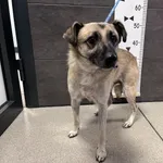 Przyjęty: 2024-11-11 Gmina: Żywiec Płeć: Pies Opis: mieszaniec, płowe