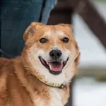 Znaleziono psa, Racławice, 8 listopada 2024