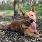 Znaleziono psa, Grudziądz, 23 sierpnia 2024