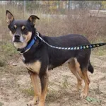 Znaleziono psa, Grudziądz, 13 czerwca 2024