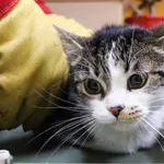 Znaleziono kota, Łódź, 16 listopada 2024