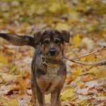 Pies poz. 24/0703 rezerwacja