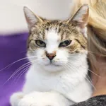 Znaleziono kota, Sosnowiec, 13 listopada 2024