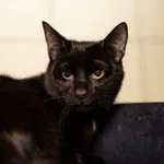 Kot do adopcji, Częstochowa, 21 czerwca 2024