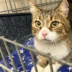 Kocurek poz. 24/783/K