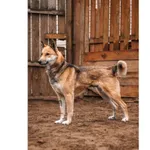 Znaleziono psa, Białystok, 21 listopada 2024