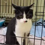 Kocurek poz. 24/785/K