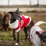 Znaleziono psa, Racławice, 16 listopada 2024