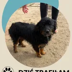 Kot do adopcji, Dąbrówka, 9 czerwca 2026