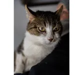 Znaleziono kota, Białystok, 22 listopada 2024