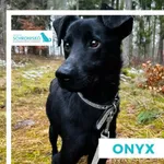 Onyx