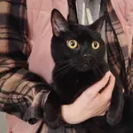 Znaleziono kota, Toruń, 22 listopada 2024