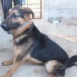 Lit to pies przywieziony w dniu 02.11.2024r w typie owczarka niemieckiego, ostrożny do obcych ludzi