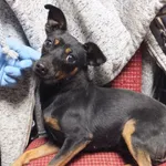 Lema to suczka przywieziona w dniu 05.11.2024r z terenu gm. Stoczek Łukowski, mała,wystraszona