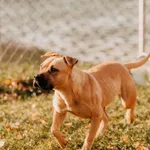 Suri 616093902899459