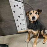 Pies do adopcji, Chełmek, 10 listopada 2024