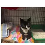 Znaleziono kota, Białystok, 26 listopada 2024