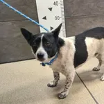 Imię: Przyjęty: 2024-11-07 Płeć: Pies Opis: mieszaniec, czarno-białe Wiek: ok. 2 lata