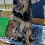 Pies do adopcji, Racławice, 22 listopada 2024