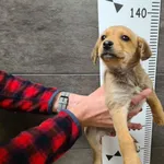 Pies do adopcji, Chełmek, 10 listopada 2024