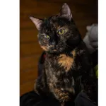 Znaleziono kota, Białystok, 26 maja 2022