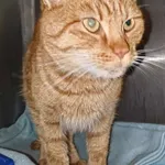 Znaleziono kota, Lublin, 26 listopada 2024