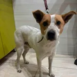 Znaleziono psa, Czartki, 28 listopada 2024