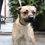 Znaleziono psa, Łódź, 27 listopada 2024