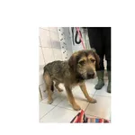 Znaleziono psa, Białystok, 27 listopada 2024