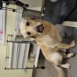 Pies do adopcji, Choszczno, 13 listopada 2024