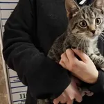 Kocurek poz. 24/813/K