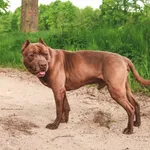 Pies do adopcji, Henrykowo, 27 października 2023