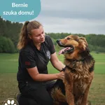 Znaleziono psa, Dąbrówka, 20 września 2025