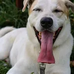 Pies do adopcji, Grudziądz, 15 września 2024