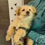 Znaleziono psa, Chełmek, 30 listopada 2024