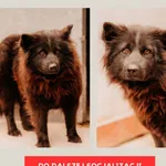 Atena 616093902800147