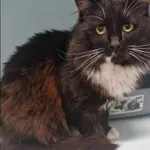 Znaleziono kota, Grudziądz, 2 grudnia 2024