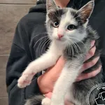 Przyjęty: 2024-11-29 Gmina: Jeleśnia Płeć: Kocur Opis: europejska, biało-szare