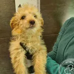 Znaleziono psa, Chełmek, 30 listopada 2024