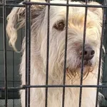 Znaleziono psa, Radom, 3 grudnia 2024