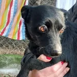 Znaleziono psa, Radom, 3 grudnia 2024