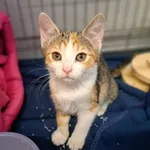 Znaleziono kota, Sosnowiec, 27 listopada 2024