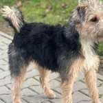 Znaleziono psa, Lublin, 2 grudnia 2024