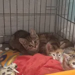 Znaleziono kota, Sosnowiec, 27 listopada 2024