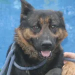 Pies do adopcji, Nowy Dwór Mazowiecki, 2 grudnia 2025