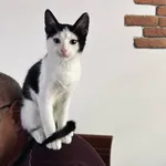 Znaleziono kota, Toruń, 9 listopada 2024