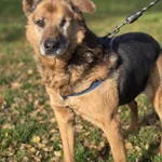 owczarek mix Sylwek dom pilny błagamy