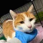 Znaleziono kota, Sosnowiec, 4 grudnia 2024