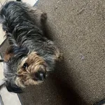 Znaleziono psa, Łódź, 5 grudnia 2024